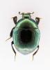 Saprinus virescens
